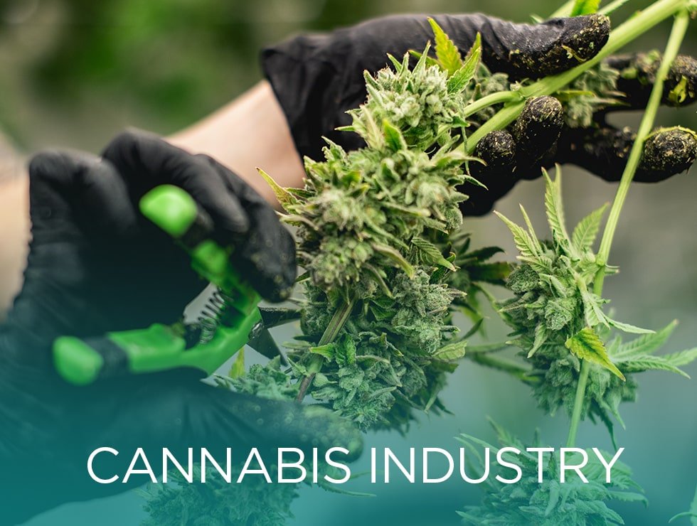 DDH_Cannabis_980x740-1-min